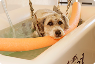 Pet Hydrotherapy