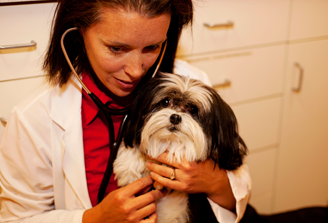 Pet Stem Cell and Shockwave Therapy