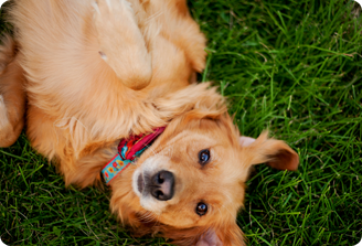 Pet Allergy Testing