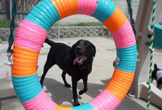 Pet Boarding